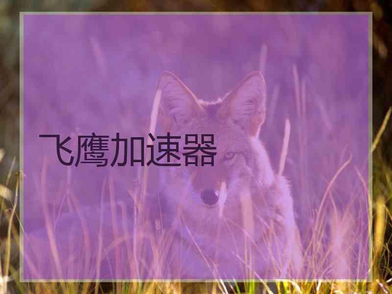 飞鹰加速器
