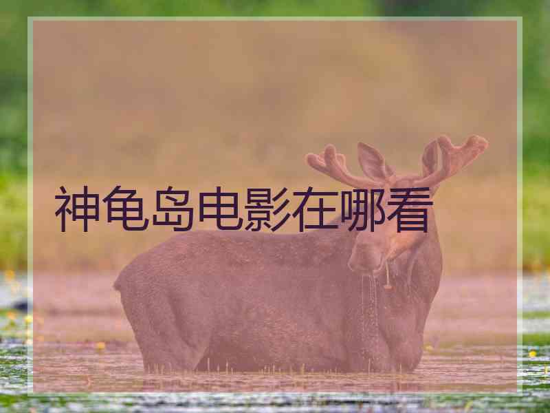 神龟岛电影在哪看