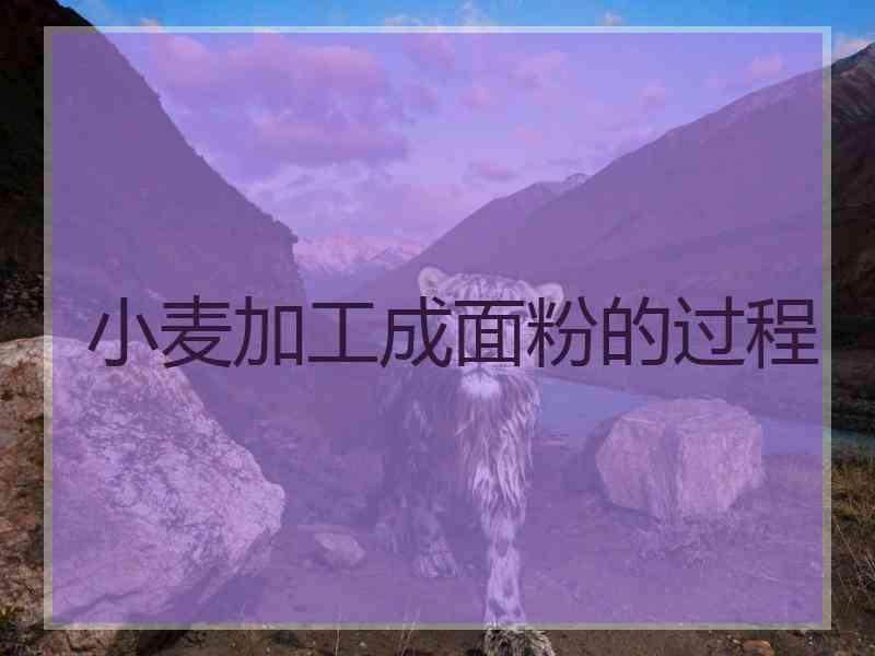 小麦加工成面粉的过程