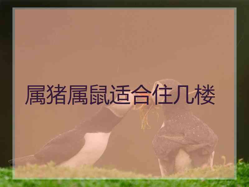 属猪属鼠适合住几楼