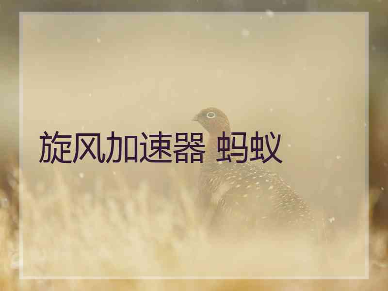 旋风加速器 蚂蚁