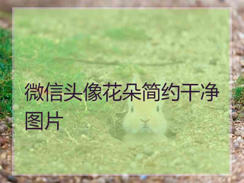 微信头像花朵简约干净图片