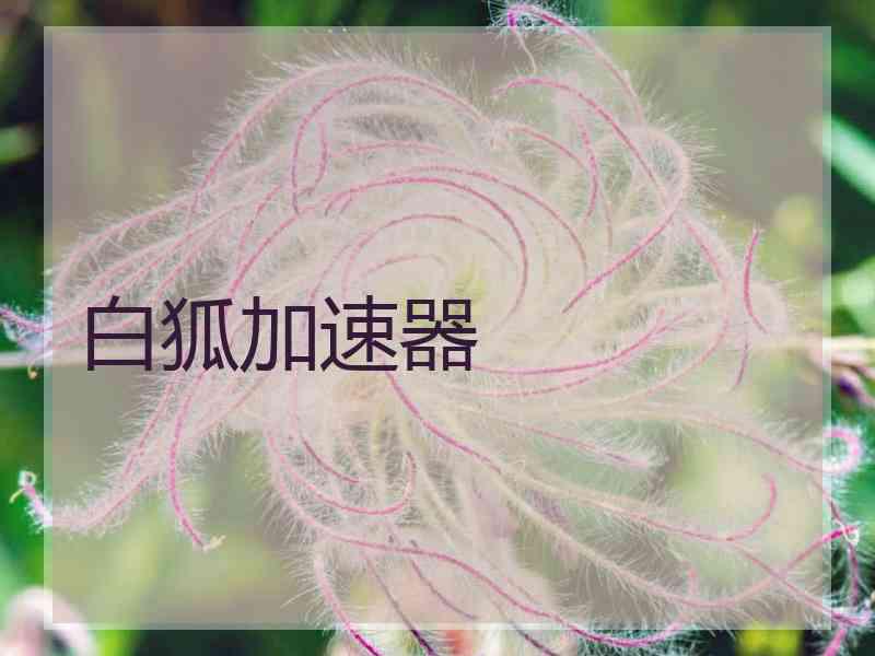 白狐加速器