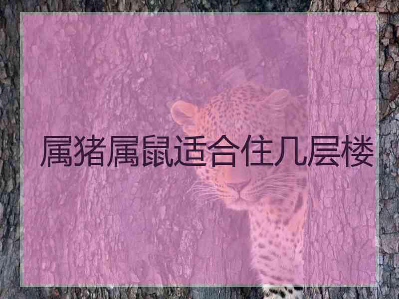 属猪属鼠适合住几层楼